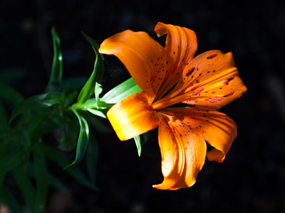 Sunset lily.