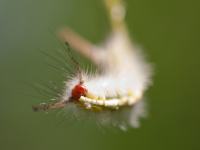 This caterpillar, to be exact.