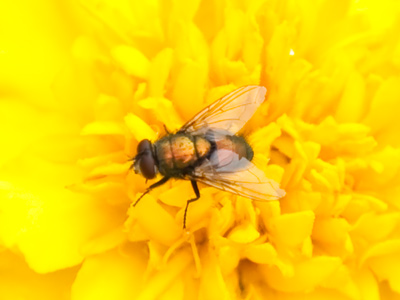 A humble pollinator.