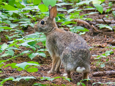 Their heads are so narrow and their eyes protrude so much that they can literally see what`s behind them.