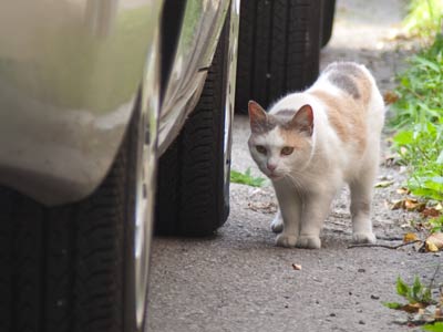 `Yep, it`s a broken axle all right.  That`s gonna cost you.`