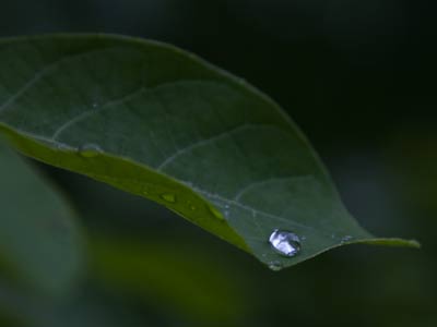 I`m not speaking metaphorically when I say this is more valuable than a diamond.