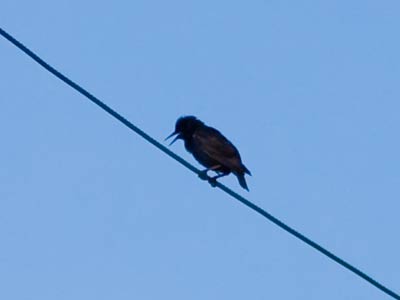 `Hey cat, look up here!  YOU`RE UGLY!`