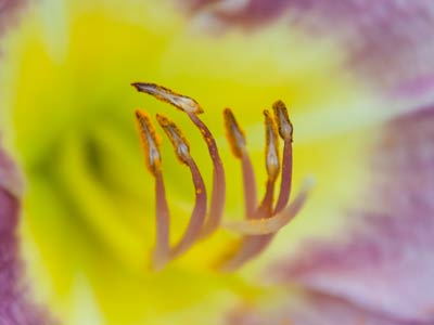 Have you met my friend Lily?