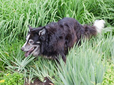 I grow dogs in my garden.