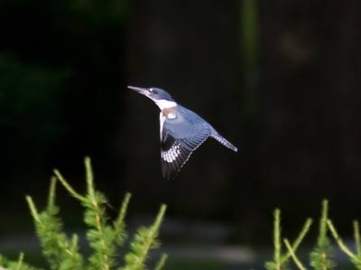 A female belted kingfisher.  There was a male nearby.