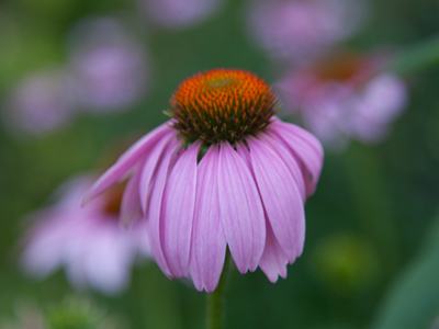 I will not be able to continue this five photos a day routine unless I have the discipline to take pictures in the morning.