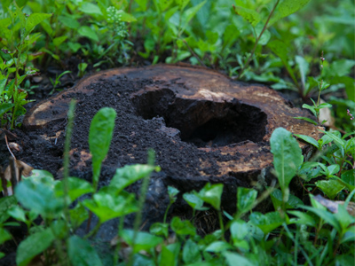 Fairy swimming pool.