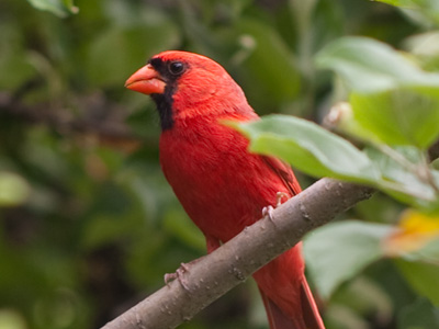 A cardinal couple was in distress because a stupid cat climbed into their tree.  Robins and sparrows also raised the alarm and seemed to gather around to show support.