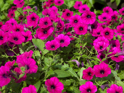 Good morning, sunshine.