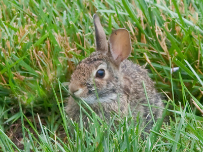 Urban bunny rabbits may be cute, but they`ll cut you.