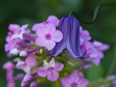 Les liaisons dangereuses.