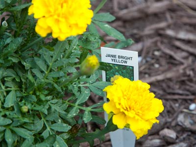 I`m getting pretty good at identifying types of flowers.