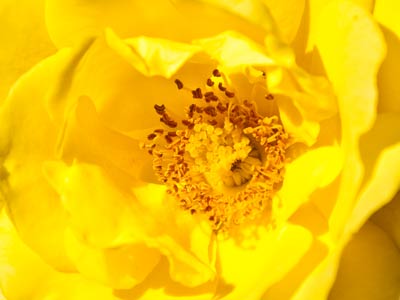 The yellow rose of Ohio.