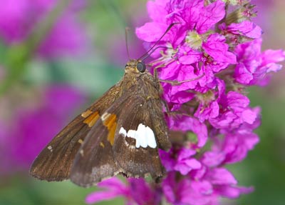 Another photographer was just finishing a portrait session as I arrived at the park, so I was left alone with the bugs.