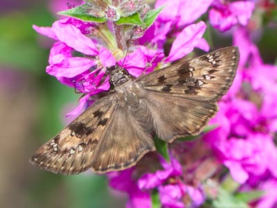 What is it?  You got me.