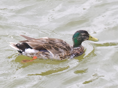 Ducks are omnivorous, but the worst thing for them to eat is bread.  Don`t feed them.