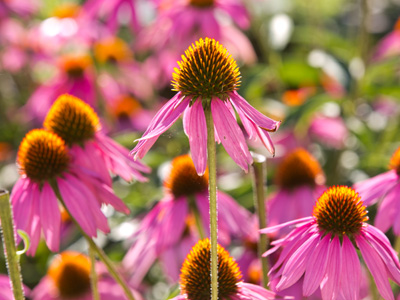 Sunrise on the prairie -- ten feet from Fifth Street.