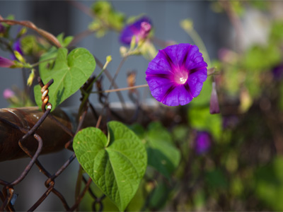 Nature is where you find it.