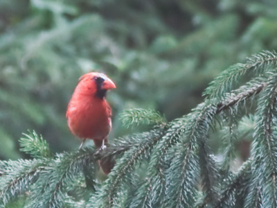 This counts as yesterday`s daily bird.