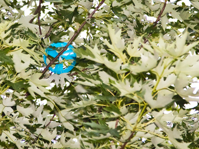 Mommy told you not to play with that under the trees.