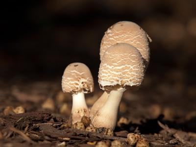 Saw it, got close, knelt down, put camera on foot, shot it.