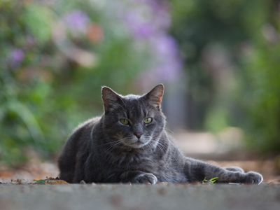 Another camera-on-foot shot.