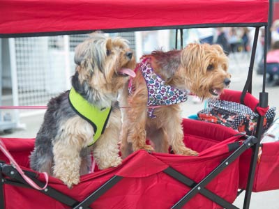 Retired couples enjoy traveling to festivals together.