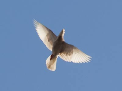 Peace, Vrede, Pax, Pardamean, Paz, Koosi, Pace, Mr, Friede, Fila, Rauha, Paix, Sth, Shee, Maluhia, Shalom.