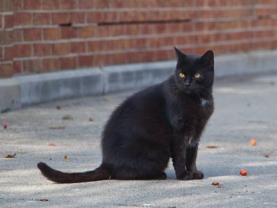 Looking forward to another day of eating, sleeping, eating, torturing small animals, sleeping, eating and sleeping.