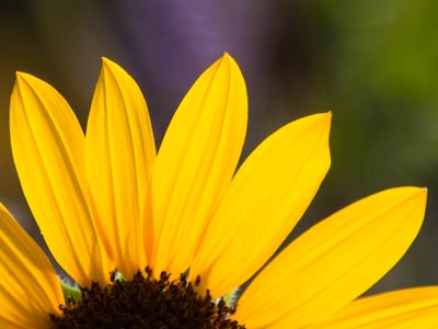 Due to budget cutbacks, this is all you get.