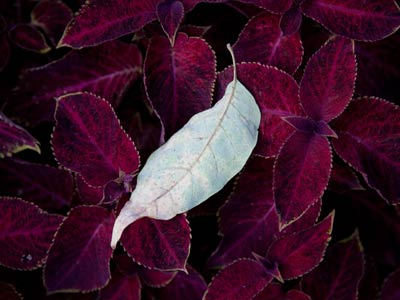 A shot like this will confuse your camera, so you need to be smarter than it is.  Exposure compensation, baby!