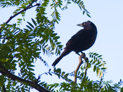 Having humans around makes it hard to photograph birds.