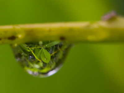 A water droplet refracts other water droplets.