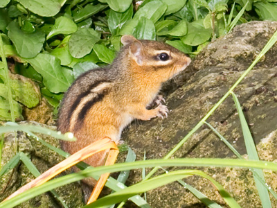 He stood there motionless, perhaps thinking -- mistakenly -- that he was blending in with the surroundings.