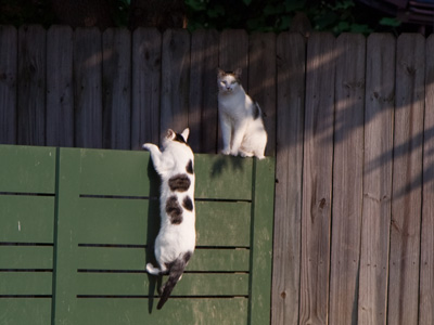 I counted seven cats in this vacant lot.