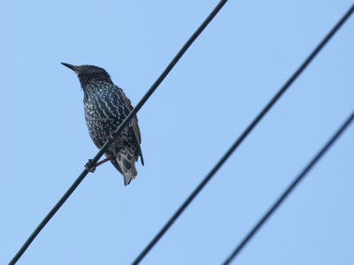 This kind of bird is not welcome in my neighborhood.