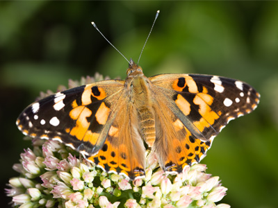 Lots of shots of this little guy, and he sat there calmly.