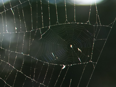 A spider web within a spider web.  Two different spiders?