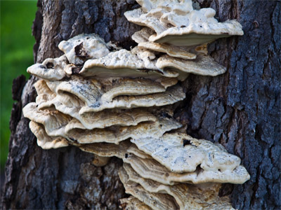 That reminds me:  I should probably clean the shower.