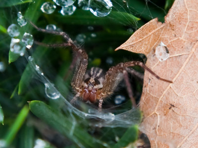 I despise spiders, but they keep nasty bugs under control.