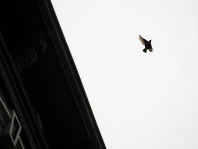 This bird cooperatively flew into my rule-of-thirds zone.
