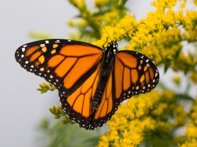 They sat when it was cloudy and flew when it was sunny.