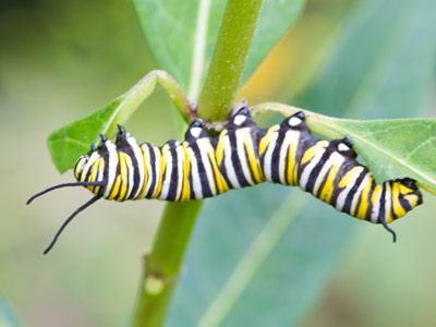A caterpillar`s to-do list:  eat, eat, eat, eat and then eat.