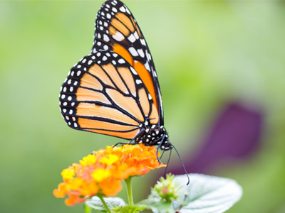 Fueling up for the long trip to Mexico.