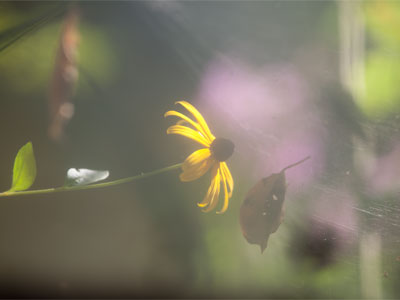 Through the dirty basement window.