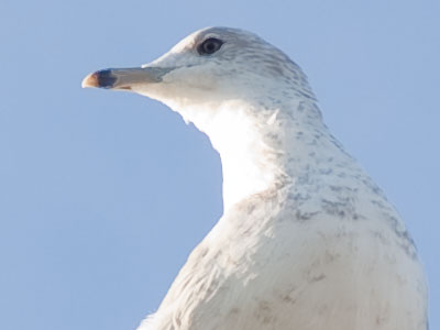 Think this is a fake bird?  Don`t be so gullible.