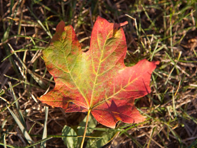 The birds can fly south.  I have to stay here and be cold.