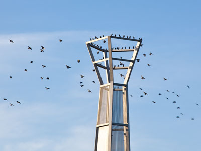 Hope you don`t mind I invited a few feathered friends over.