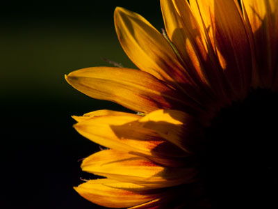 Do you know that Milt Jackson tune `Sunflower`?